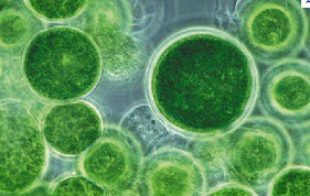 1665028399913650.png image.png