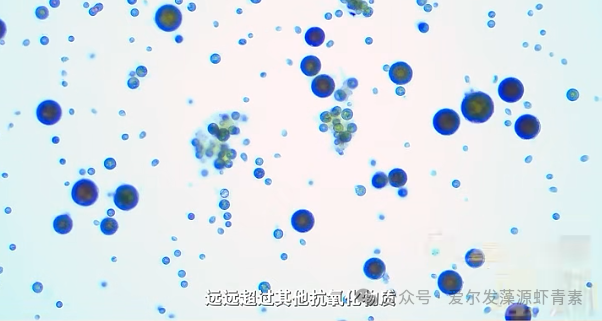 爱尔发天然虾青素助力构建全生命周期健康服务体系