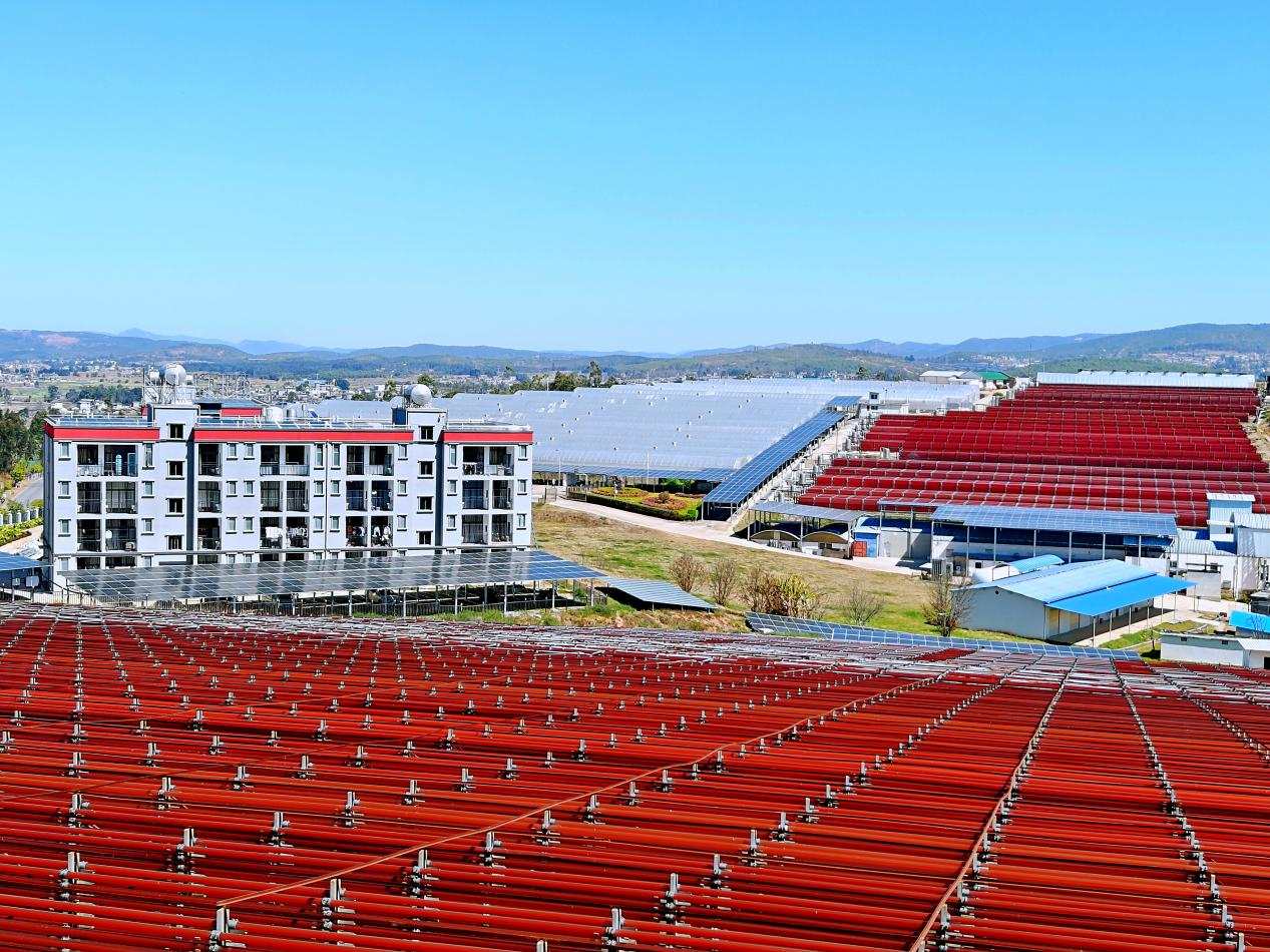 爱尔发藻源虾青素：领航抗氧化领域，守护健康与美丽