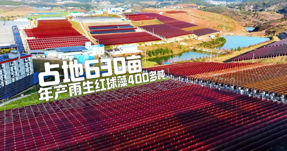 为什么虾青素被称为 &ldquo;抗氧化之王&rdquo;？