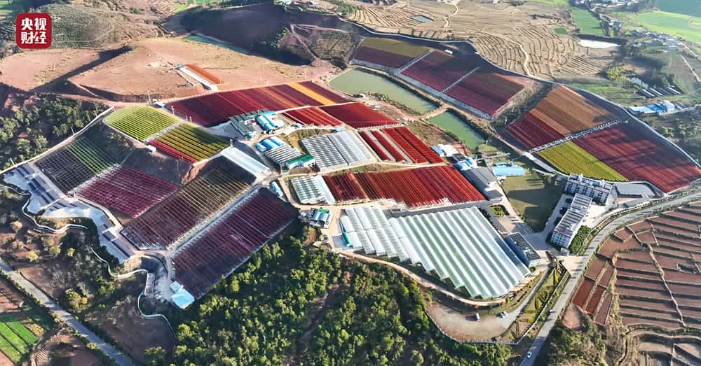 从雨生红球藻到生物抗衰产业链：爱尔发用藻源虾青素激活银发经济新动能