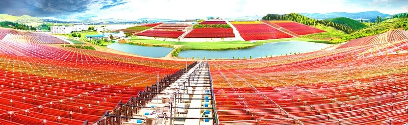 3分钟带你揭秘，雨生红球藻与天然虾青素之间的关系？