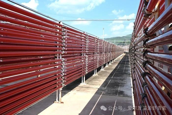 护肤界被吹爆的虾青素，真有那么神？