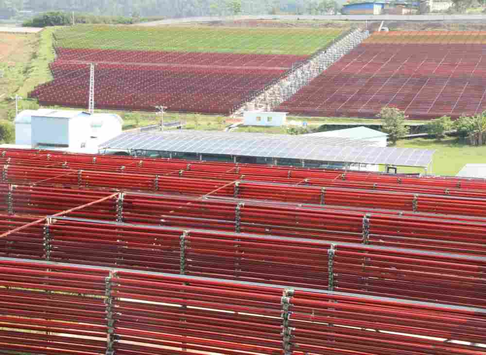 低价虾青素到底能不能买？需谨慎选择！