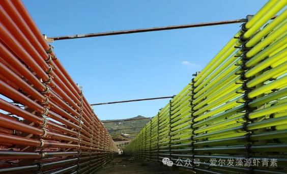 虾青素赋能细胞，助力健康老龄化！