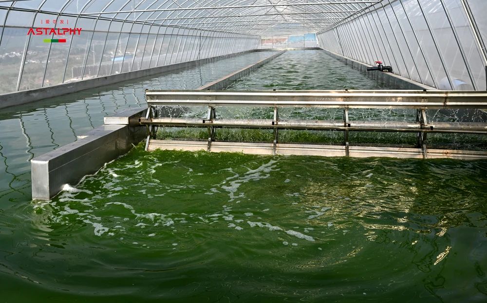 爱尔发藻源虾青素，让健康美丽触手可及！