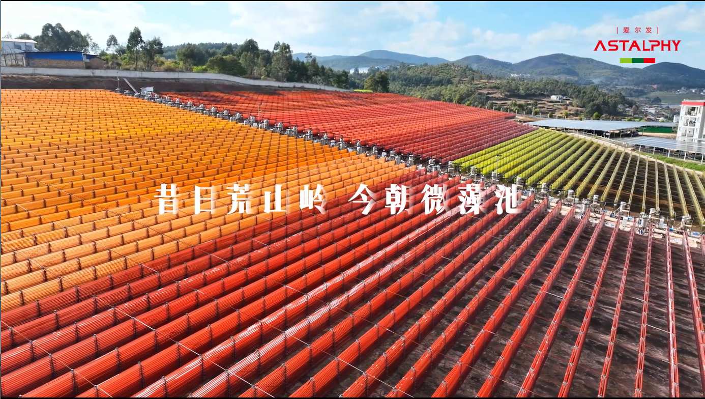 三伏天防晒新帮手：高品质藻源虾青素