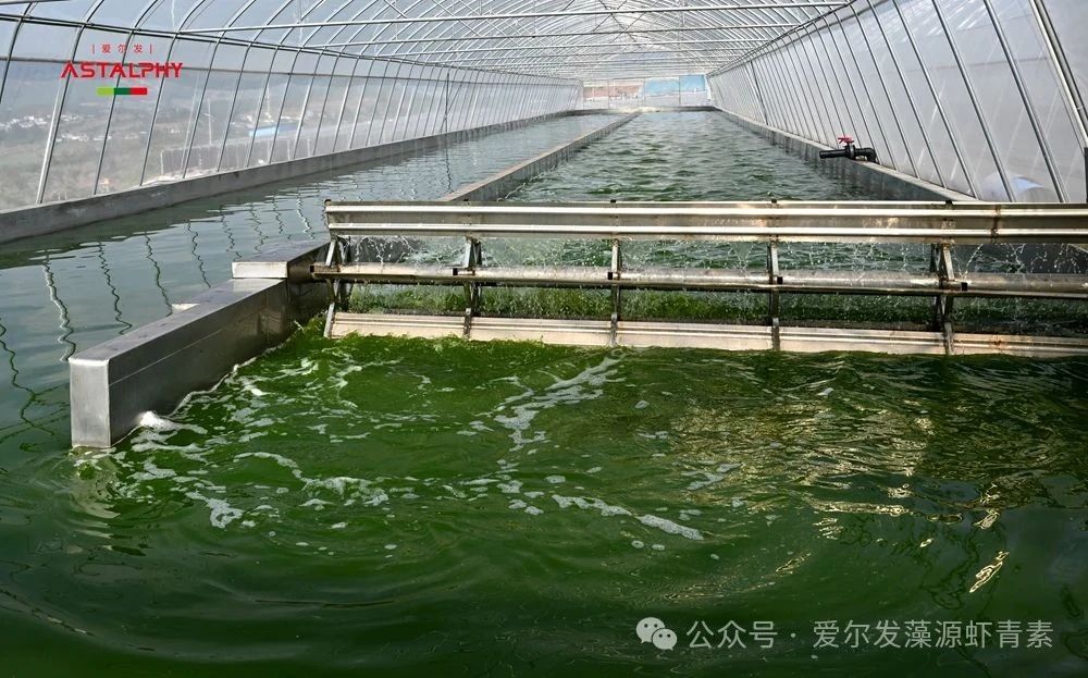 虾青素的生物活性及其提取方式