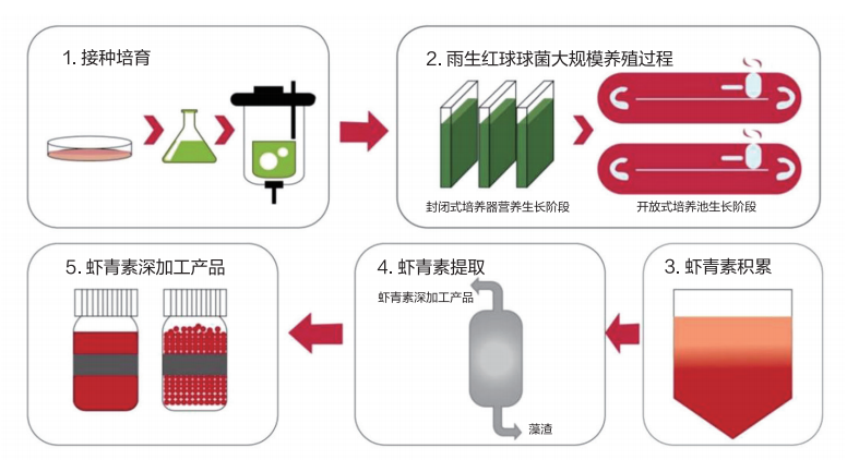 雨生红球藻生产虾青素的过程