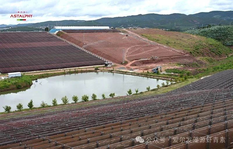规模再扩大！爱尔发楚雄雨生红球藻基地扩建区实景图来了