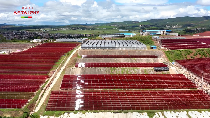 爱尔发雨生红球藻虾青素：守护日常健康的 &ldquo;天然帮手&rdquo;