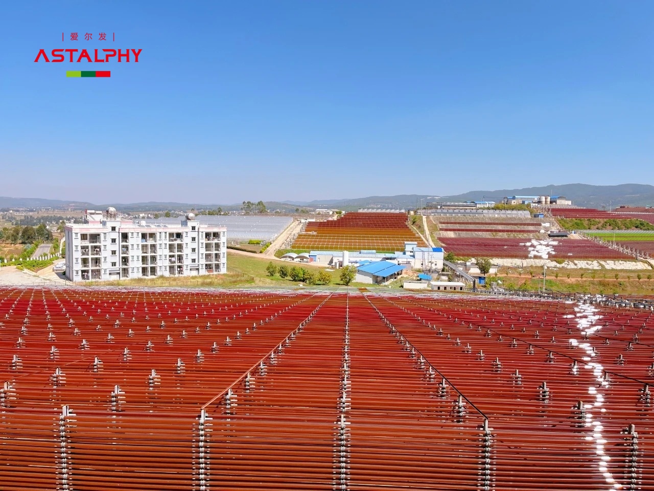 爱尔发虾青素凭啥备受市场关注？