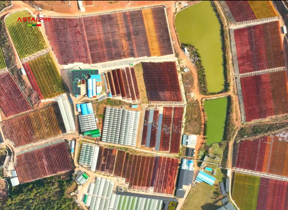 藻源抗氧化剂的临床价值与消费决策指南