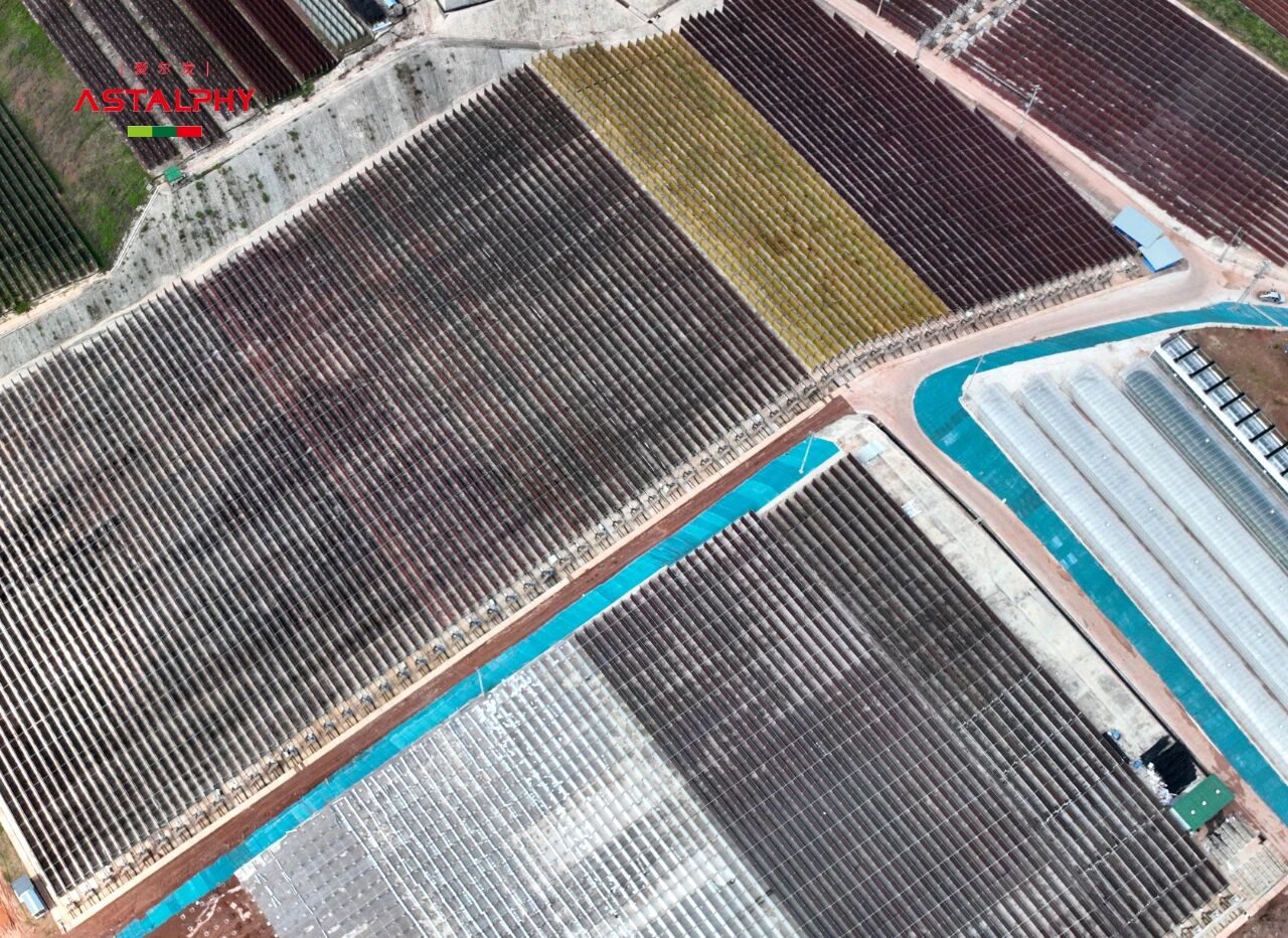 从雨生红球藻到天然虾青素， 智商税还是真科技？