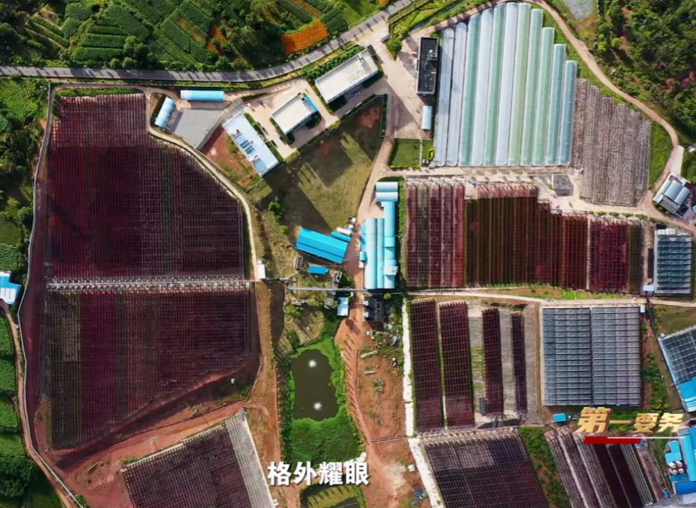 爱尔发藻源虾青素的五大核心竞争力