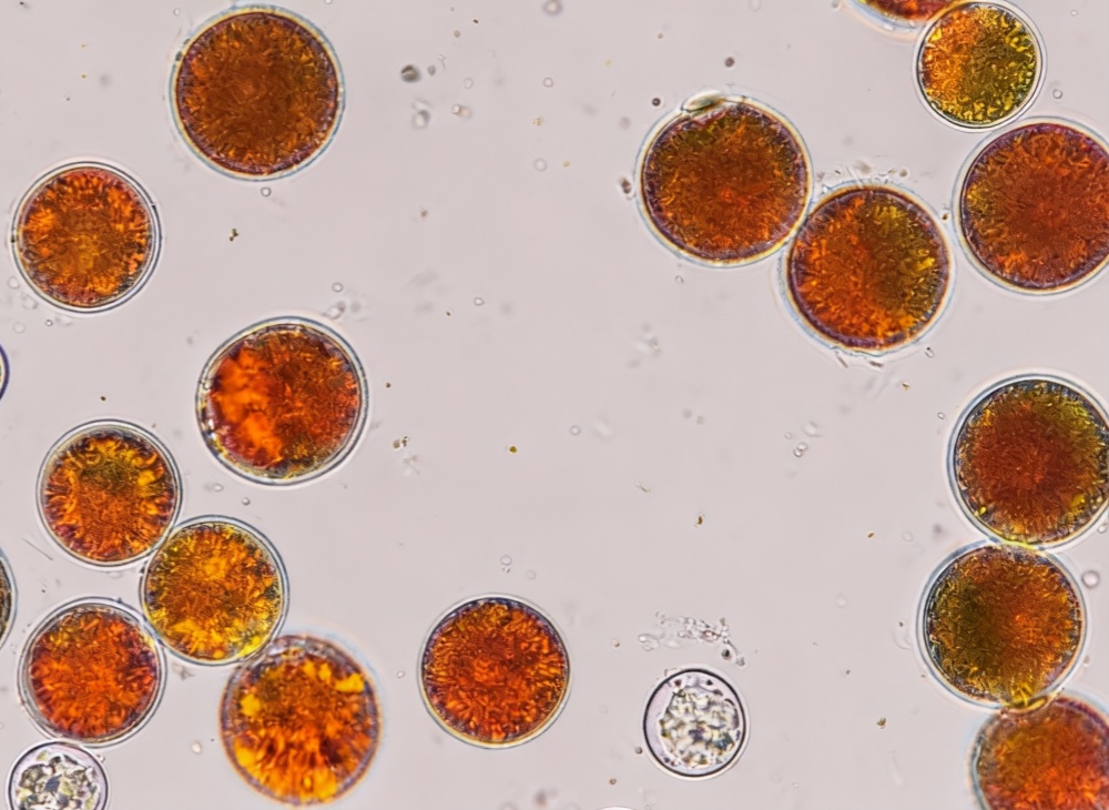 天然虾青素的抗氧化性到底有多出众？