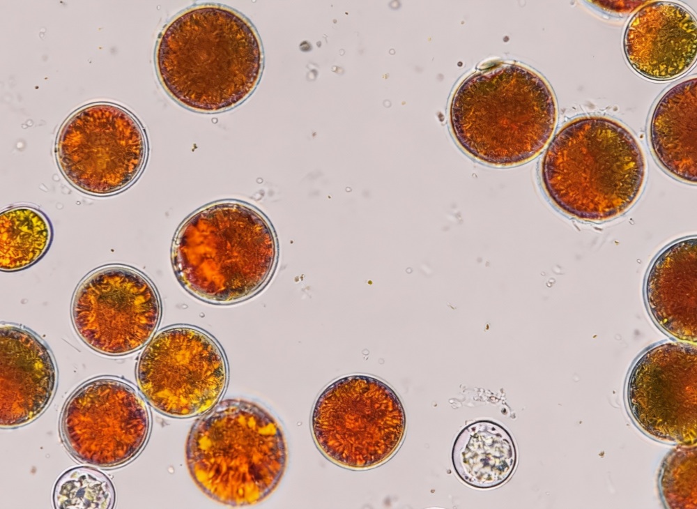 口服虾青素到底具有什么功效？