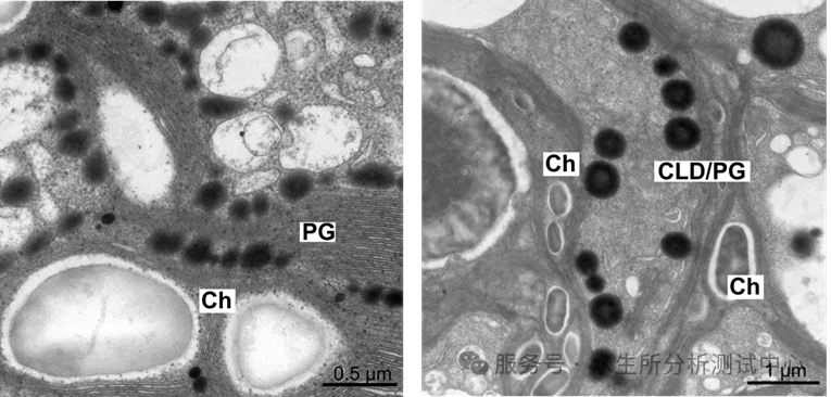 透射电子显微镜（TEM）助力揭示雨生红球藻虾青素前体&beta;-胡萝卜素叶绿体出芽运输过程