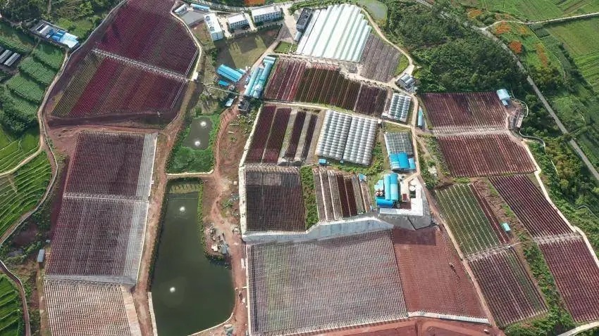 藻源抗氧化剂的临床价值与消费决策指南